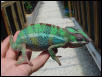 Ambilobe Male