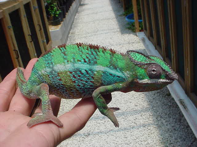 Ambilobe Male