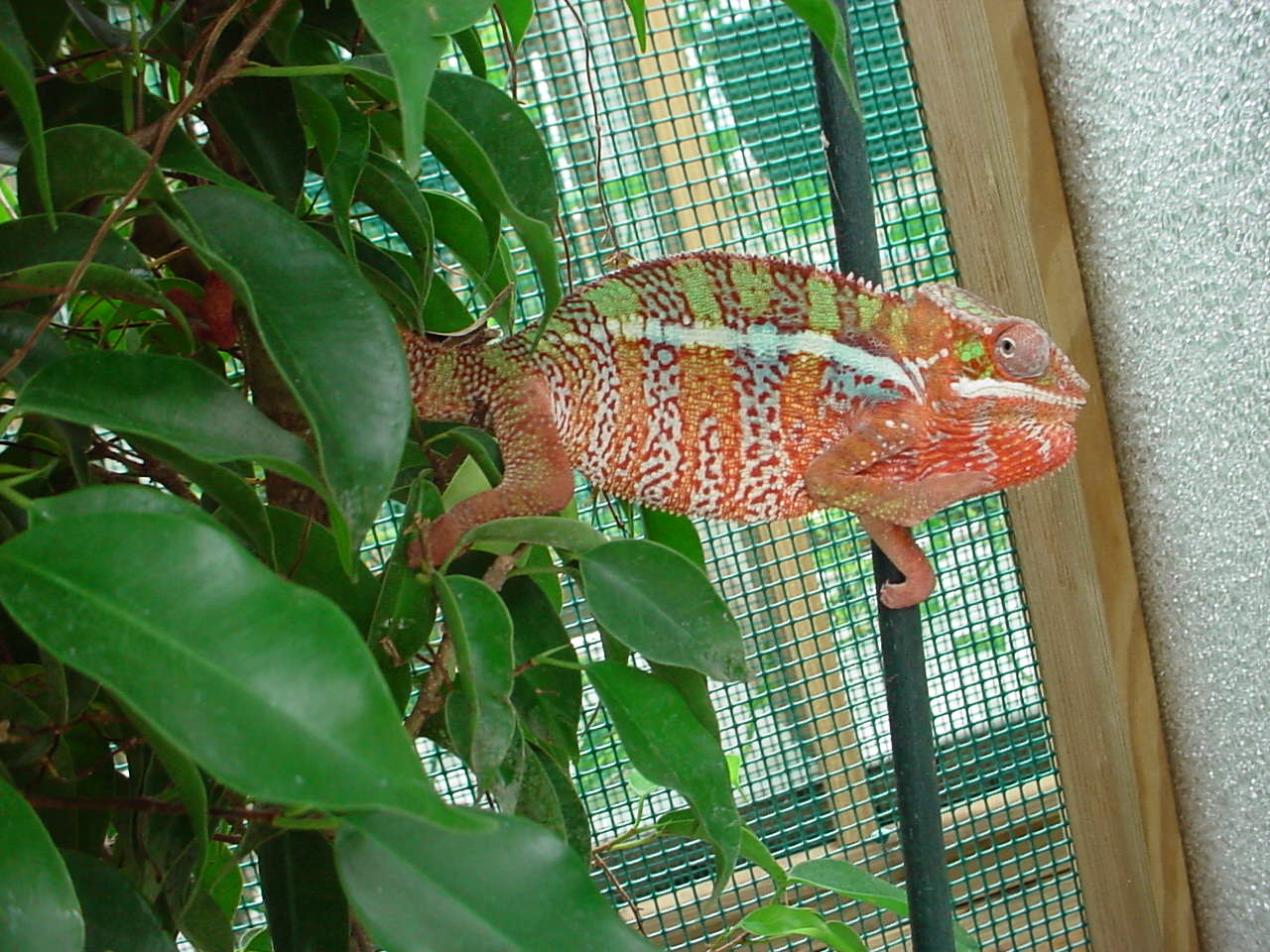CB ambilobe