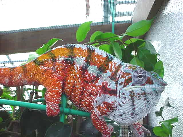 Tamatave Male