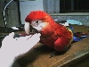 scarlet macaw