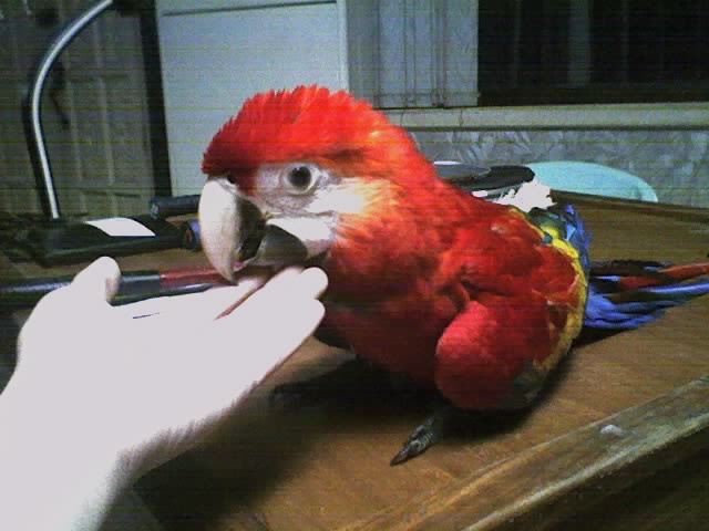 scarlet macaw