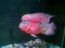 flower horn