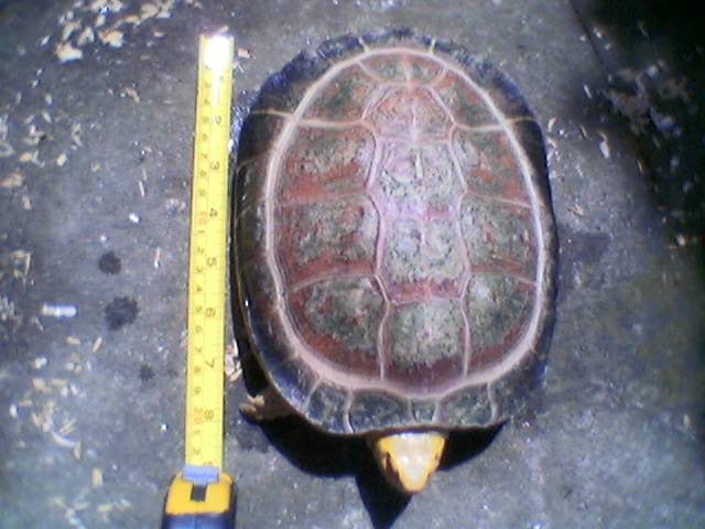 albino burmese turtle