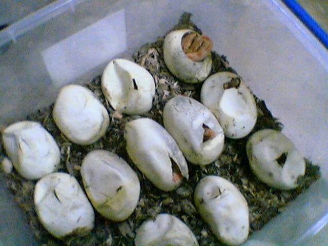 albino hatch