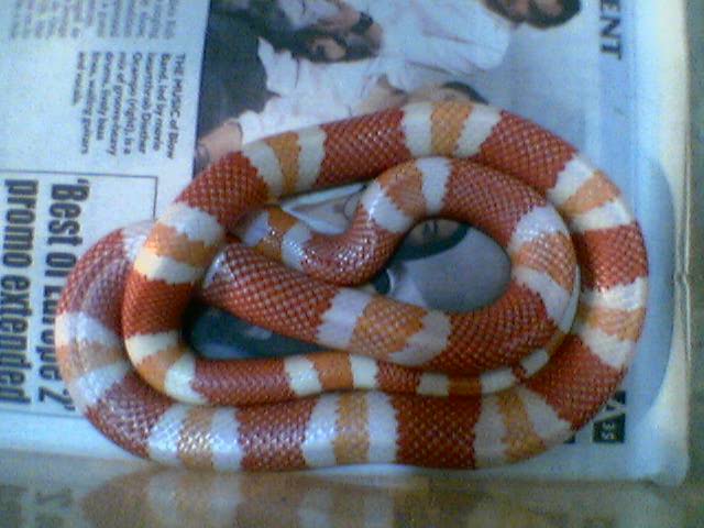 albino