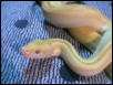 albino green