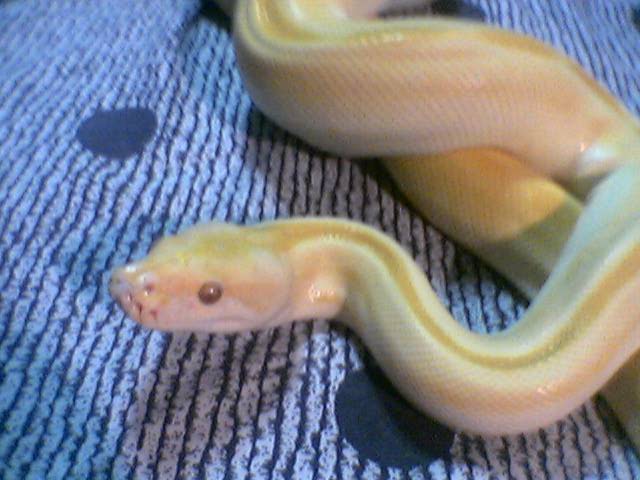 albino green