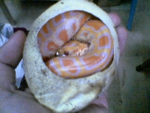 albino burm hatch
