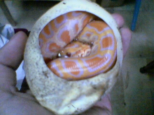 albino burm hatch