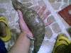 skink