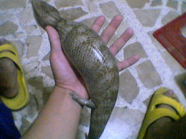 skink