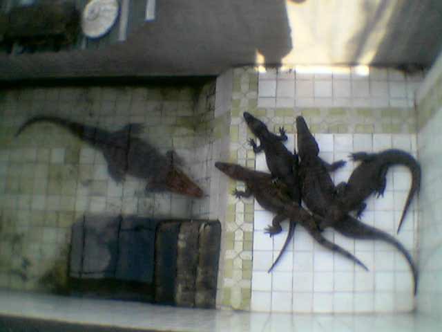 caiman