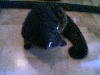 bearcat