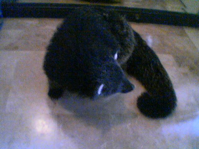 bearcat