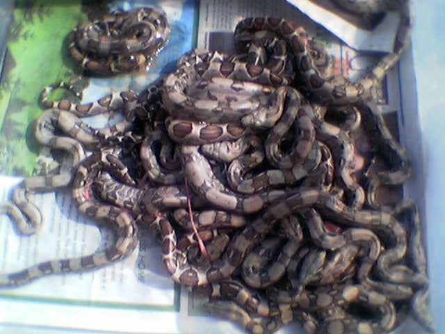 boa