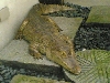 caiman
