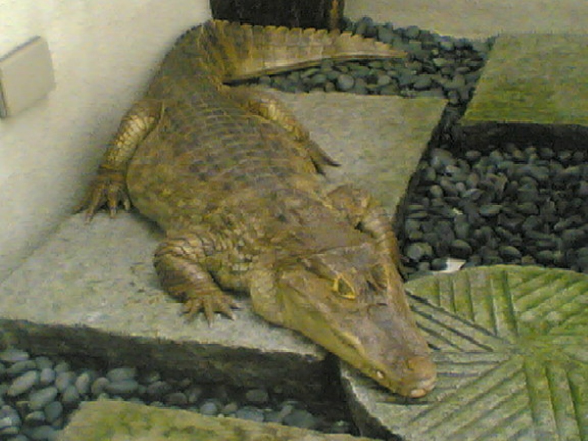 caiman