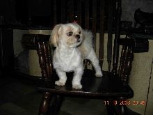 shihtzu
