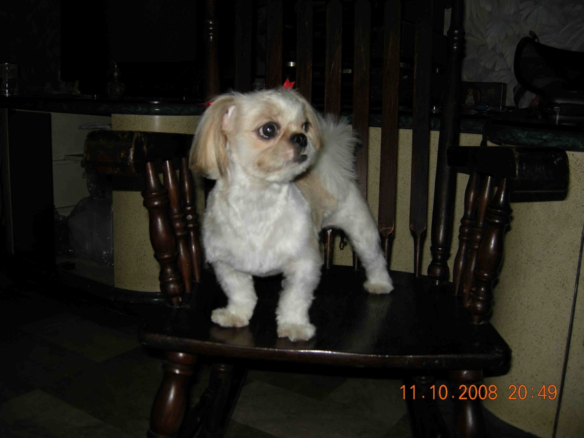 shihtzu