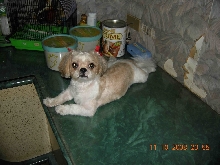 shihtzu