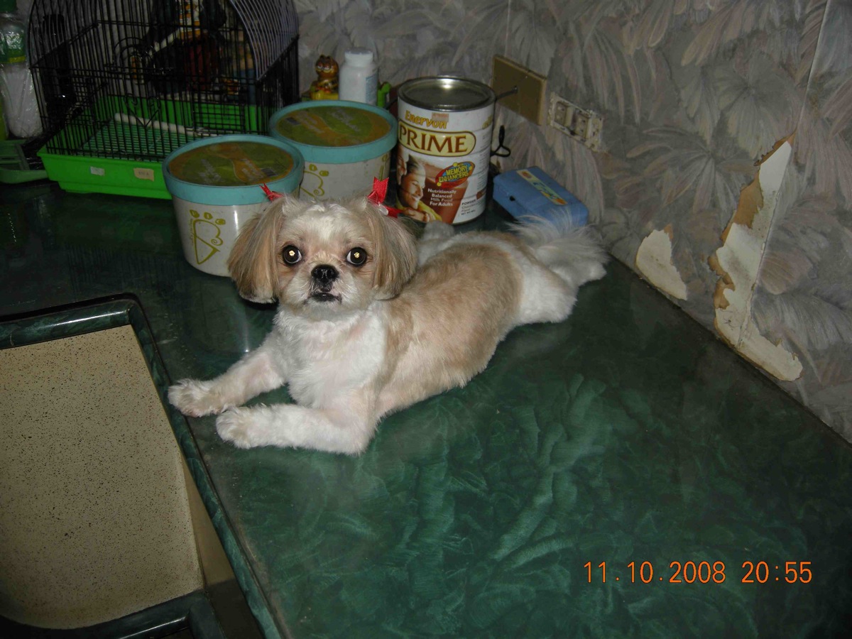 shihtzu