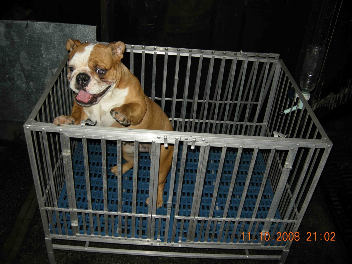 bulldog