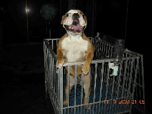 bulldog