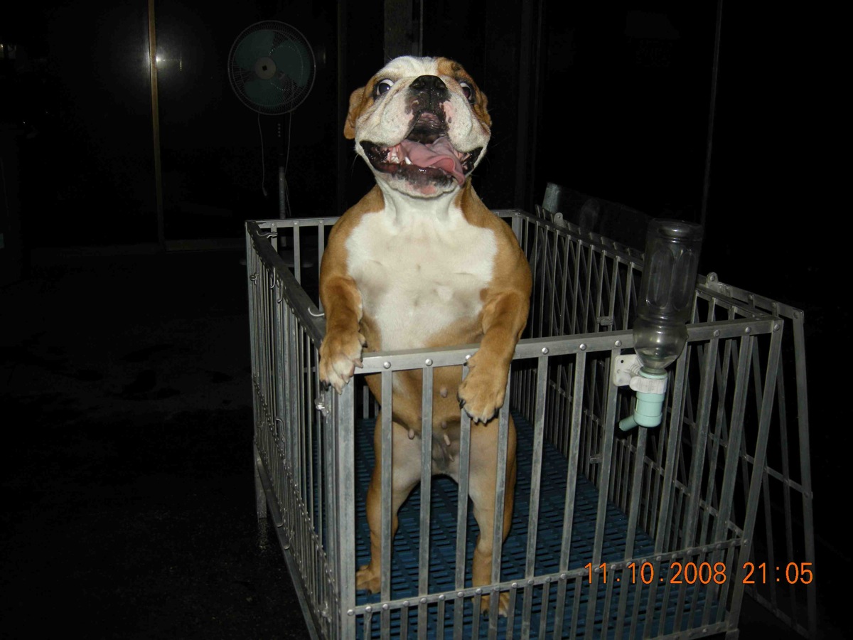 bulldog