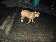 bulldog