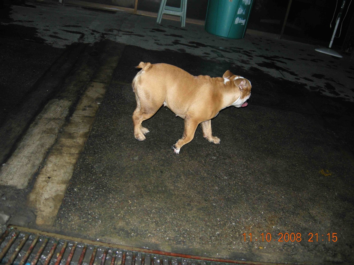 bulldog