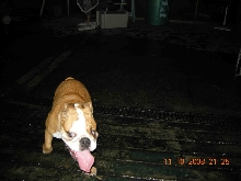 bulldog