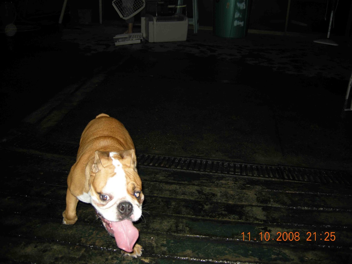 bulldog