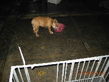 bulldog