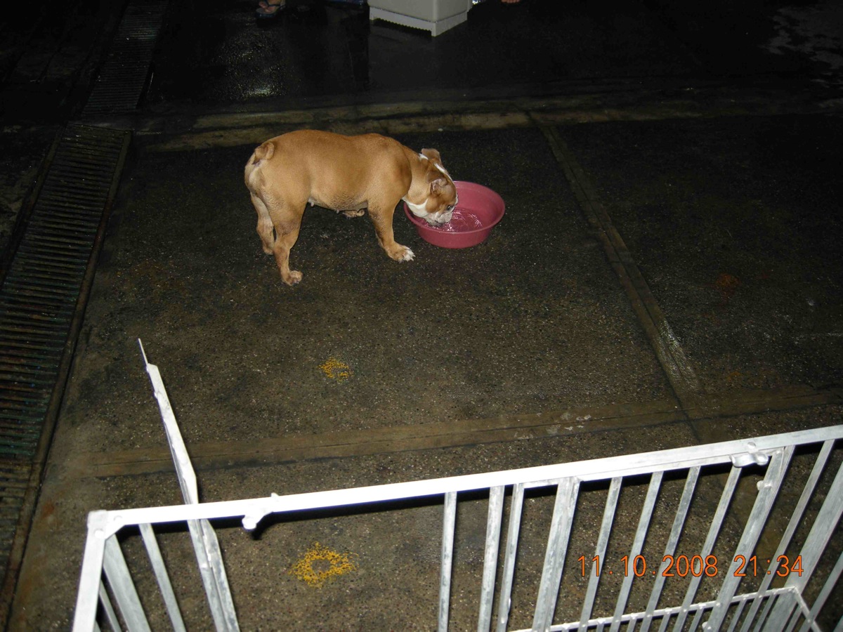 bulldog