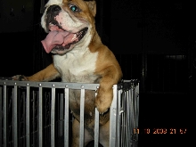 bulldog