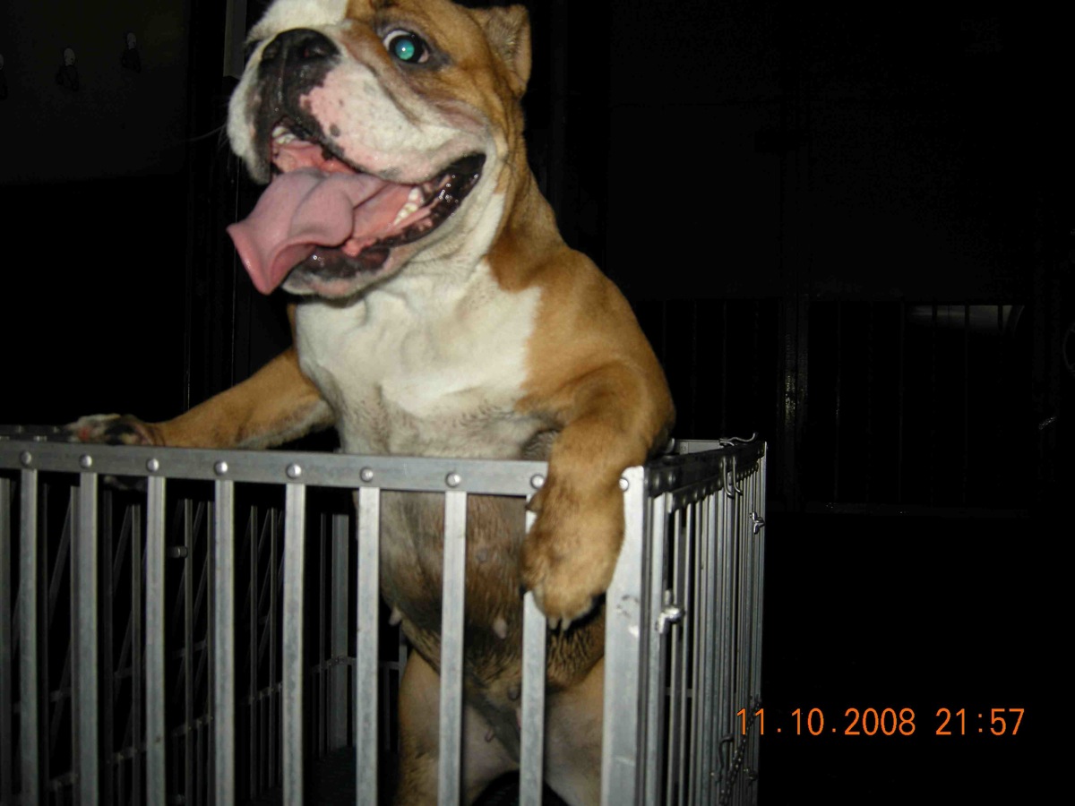 bulldog