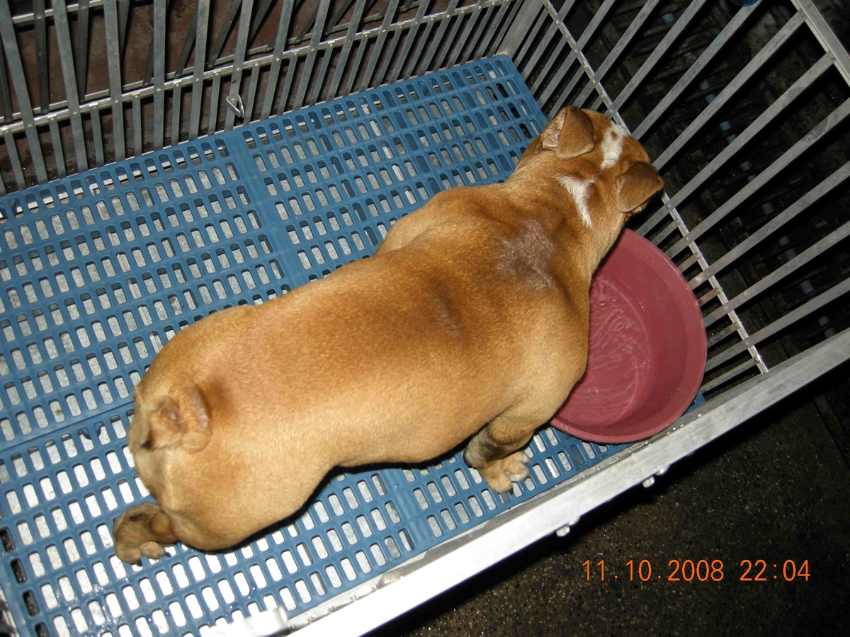 bulldog