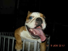 bulldog