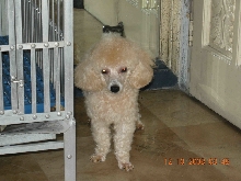 poodle