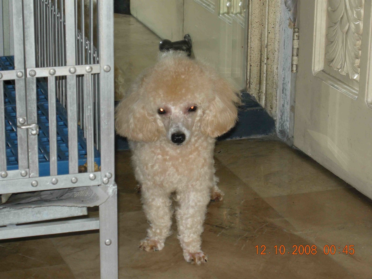 poodle