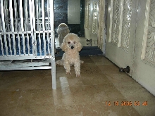 poodle