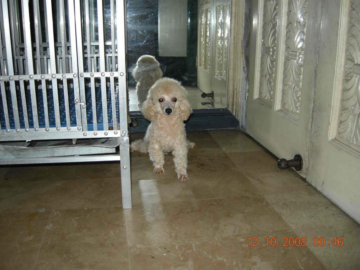 poodle
