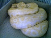 albino  burm