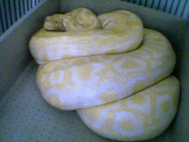 albino  burm