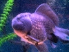 gldfish