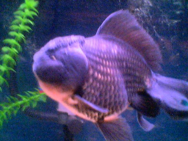 gldfish