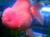gldfish