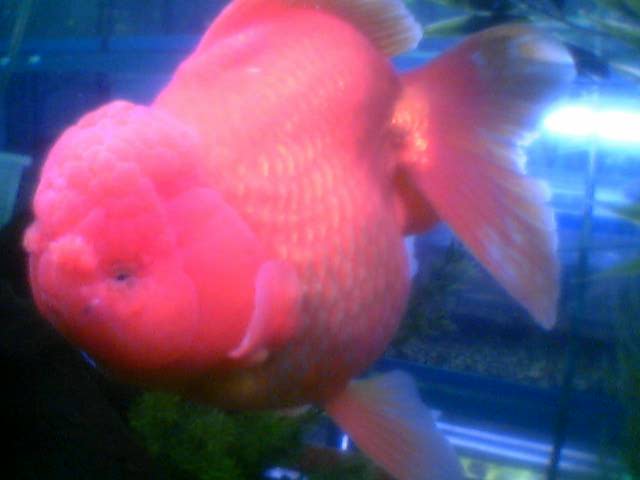 gldfish