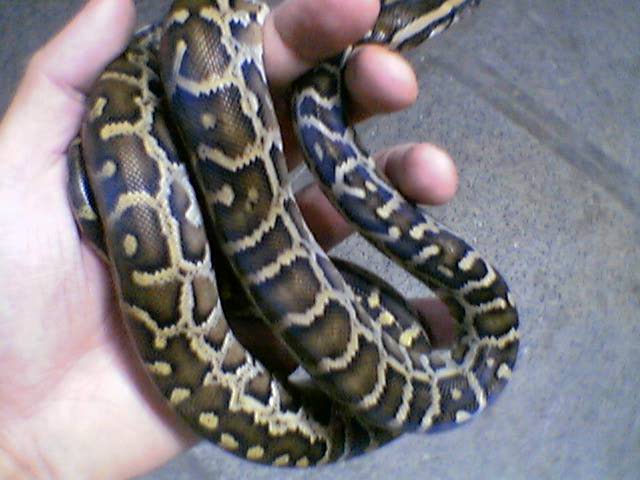 aberrant burm body